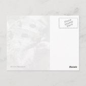 Groundhog Babys Postkarte (Rückseite)