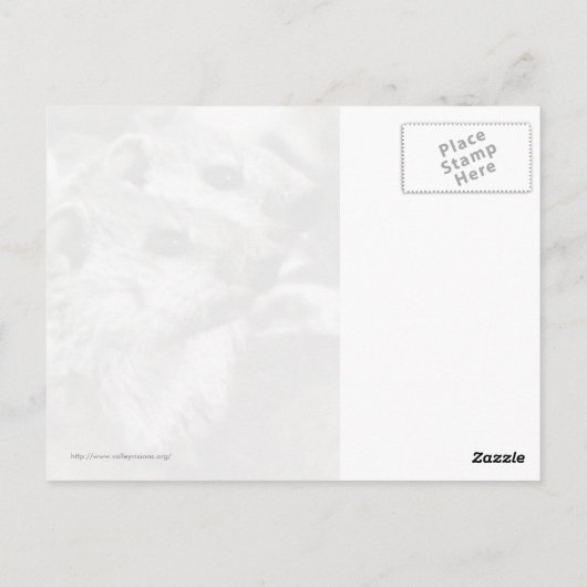 Groundhog Babys Postkarte (Rückseite)