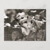 Groundhog Babys Postkarte (Vorderseite)