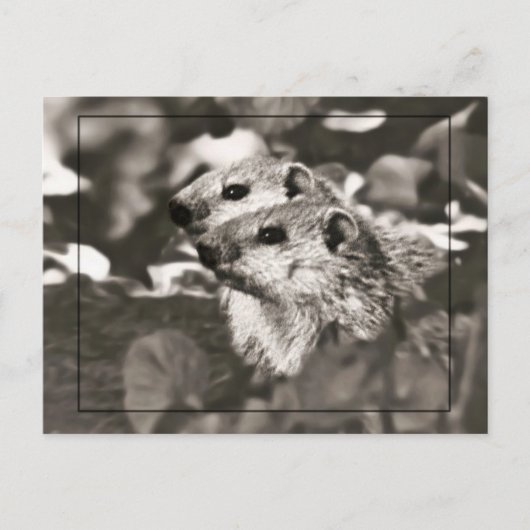 Groundhog Babys Postkarte (Vorderseite)