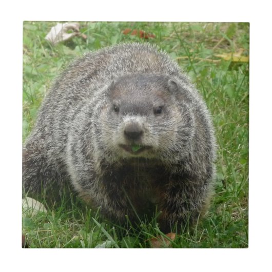 Groundhog Essen Fliese (Vorderseite)