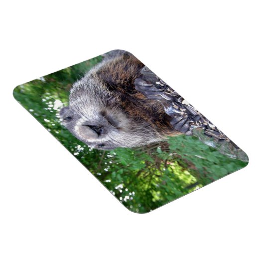 Groundhog Flexi-Magnet 3 x 4 Magnet (Rechte Seite)