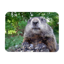 Groundhog Flexi-Magnet 3 x 4