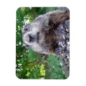 Groundhog Flexi-Magnet 3 x 4 Magnet (Vertikal)