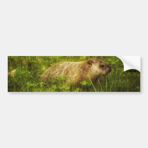Groundhog in a field bumper sticker autoaufkleber