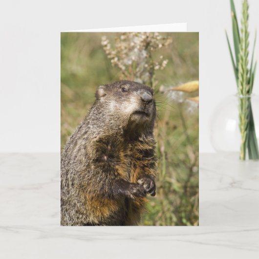 Groundhog Karte (Vorderseite)