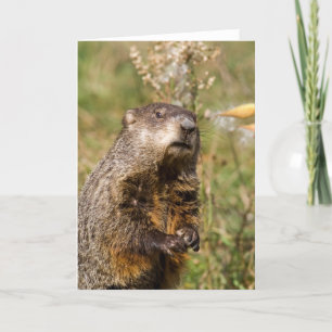 Groundhog Karte