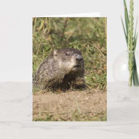 Groundhog Karte (Vorderseite)