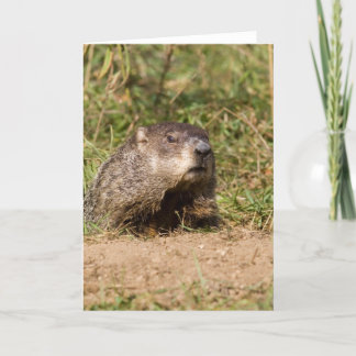 Groundhog Karte