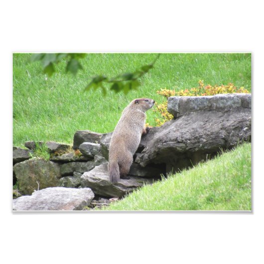 Groundhog on Rocks Foto Print Poster (Vorne)