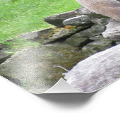 Groundhog on Rocks Foto Print Poster (Ecke)