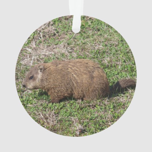 Groundhog Ornament (Rückseite)