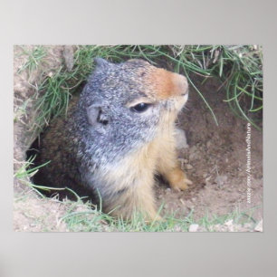 Groundhog Plakat