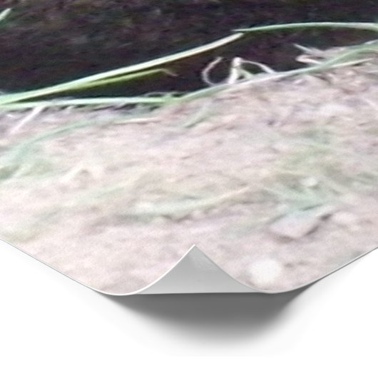 Groundhog Poster (Ecke)