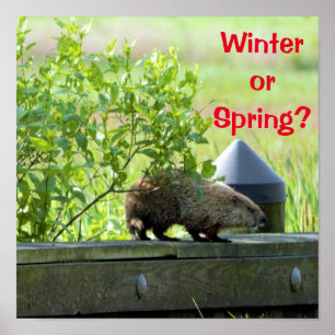 Groundhog Poster