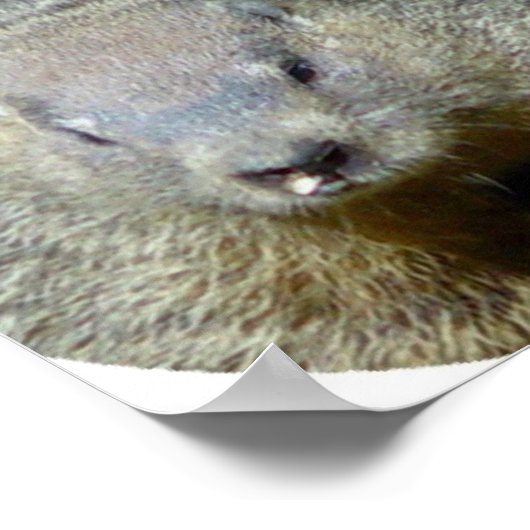 Groundhog Poster Print (Ecke)