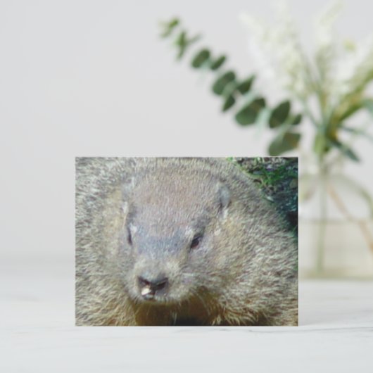 Groundhog Postkarte (Stehend Vorderseite)