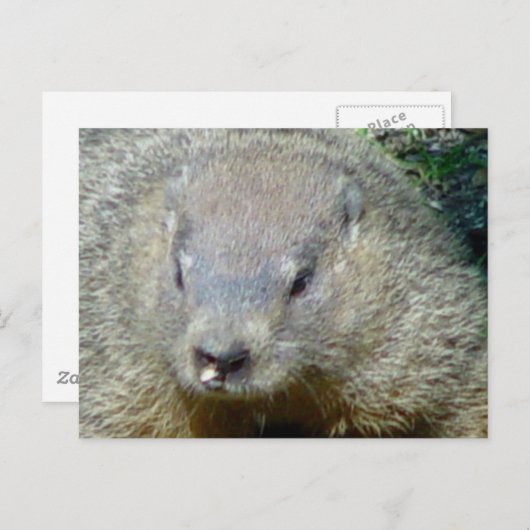 Groundhog Postkarte (Vorne/Hinten)