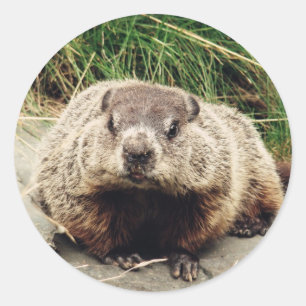 Groundhog Runder Aufkleber