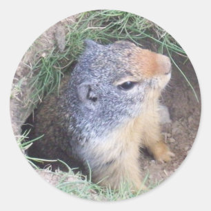 Groundhog Runder Aufkleber