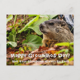 Groundhog Springtime Postkarte