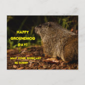 Groundhog Sunny Postkarte (Vorderseite)
