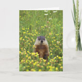 Groundhogs Rule Card Karte (Vorderseite)