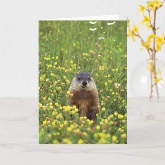 Groundhogs Rule Card Karte (Gelbe Blume)