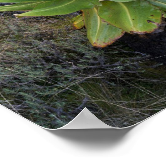 Groundsel oder Dendrosenecio 2 Poster (Ecke)