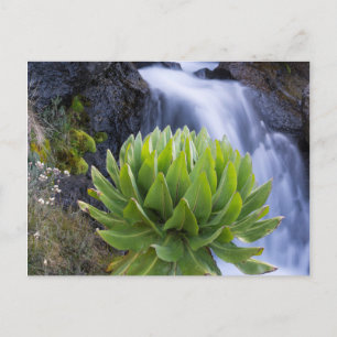 Groundsel oder Dendrosenecio 2 Postkarte