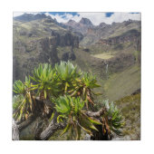 Groundsel oder Dendrosenecio Fliese (Vorderseite)