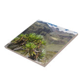 Groundsel oder Dendrosenecio Fliese (Seite)