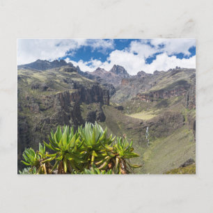 Groundsel oder Dendrosenecio Postkarte