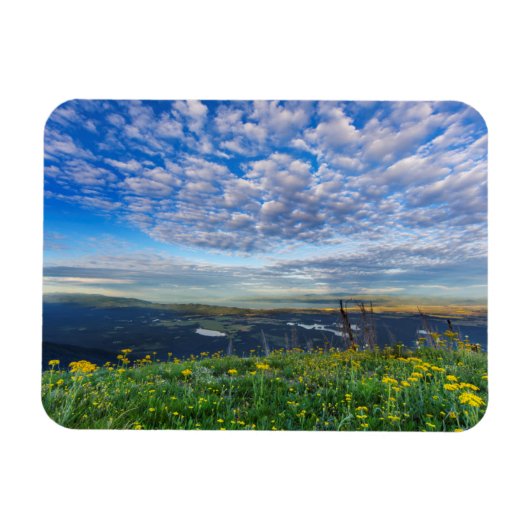 Groundsel-Wildblumen im Swan-Bereich Magnet (Horizontal)