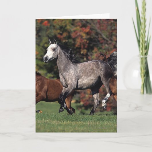 Group of Arab Horses Running Karte (Vorderseite)