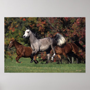 Group of Arab Horses Running Poster