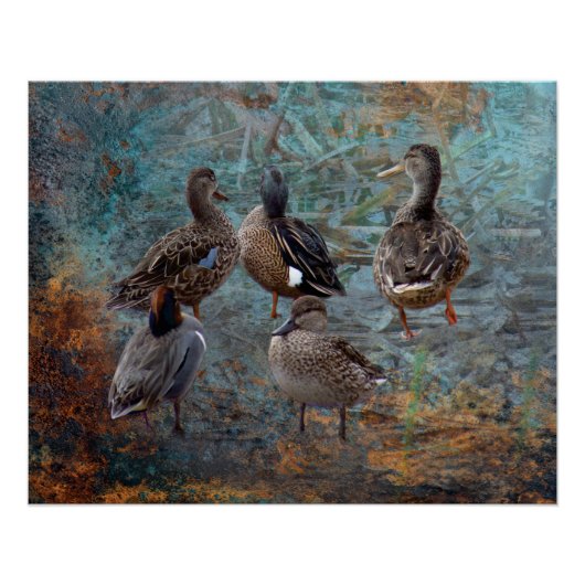 group of ducks poster (Vorderseite)
