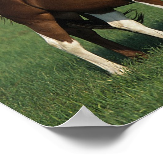 Group of Paint Horses Standing Poster (Ecke)