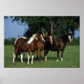 Group of Paint Horses Standing Poster (Vorne)