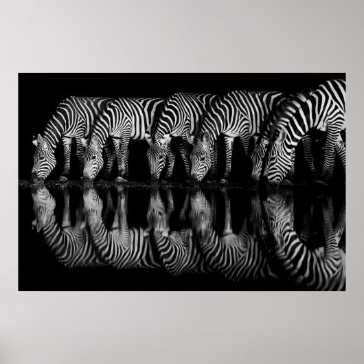 Group of Plains Zebra Drink Together at Night Poster (Vorne)