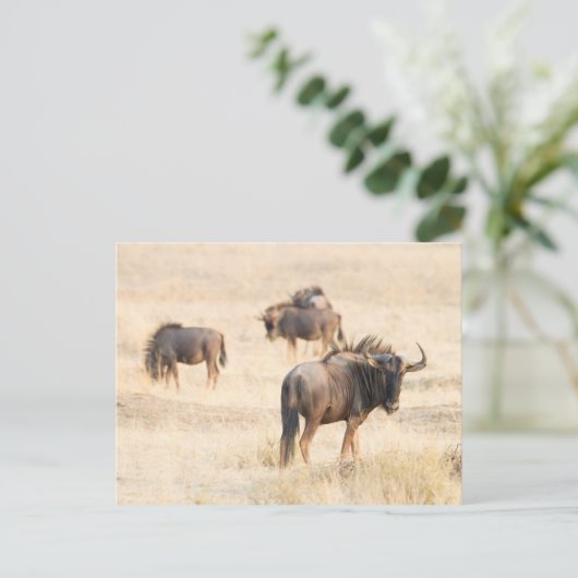 Group of Wildebeest Postkarte (Stehend Vorderseite)