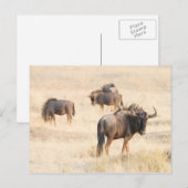Group of Wildebeest Postkarte (Vorne/Hinten)