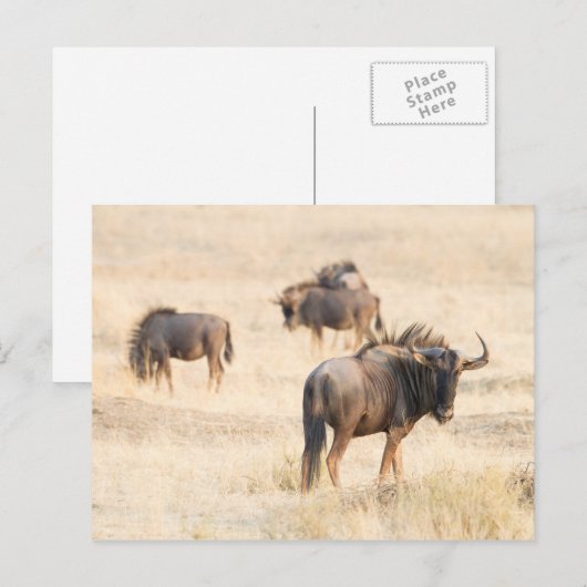 Group of Wildebeest Postkarte (Vorne/Hinten)