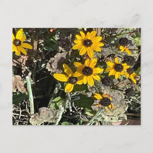 Group of Yellow Flowers Postcard Postkarte