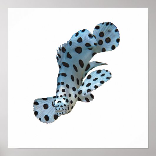 Grouper - Abstraktes Design - Aus einem Foto schne Poster (Vorne)