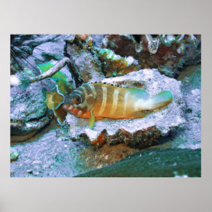 Grouper auf halber Muschel Poster