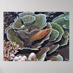 Grouper in Lettuce Poster