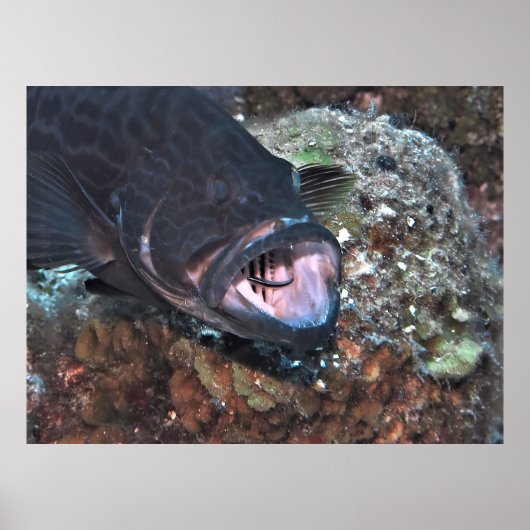 Grouper orale Hygiene Poster (Vorne)