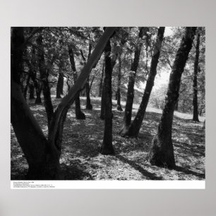 Grove am Bahnhof Hopland, 1966 Poster