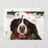 Grover- - Bernese Gebirgshund Feiertagspostkarte (Vorne/Hinten)